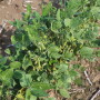 He had a hunch they'd been caught in a drift of dicamba, a herbicide that will destroy a crop that hasn't been modified to be resistant to the chemical.