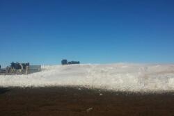 Dairy_Cows_Snow