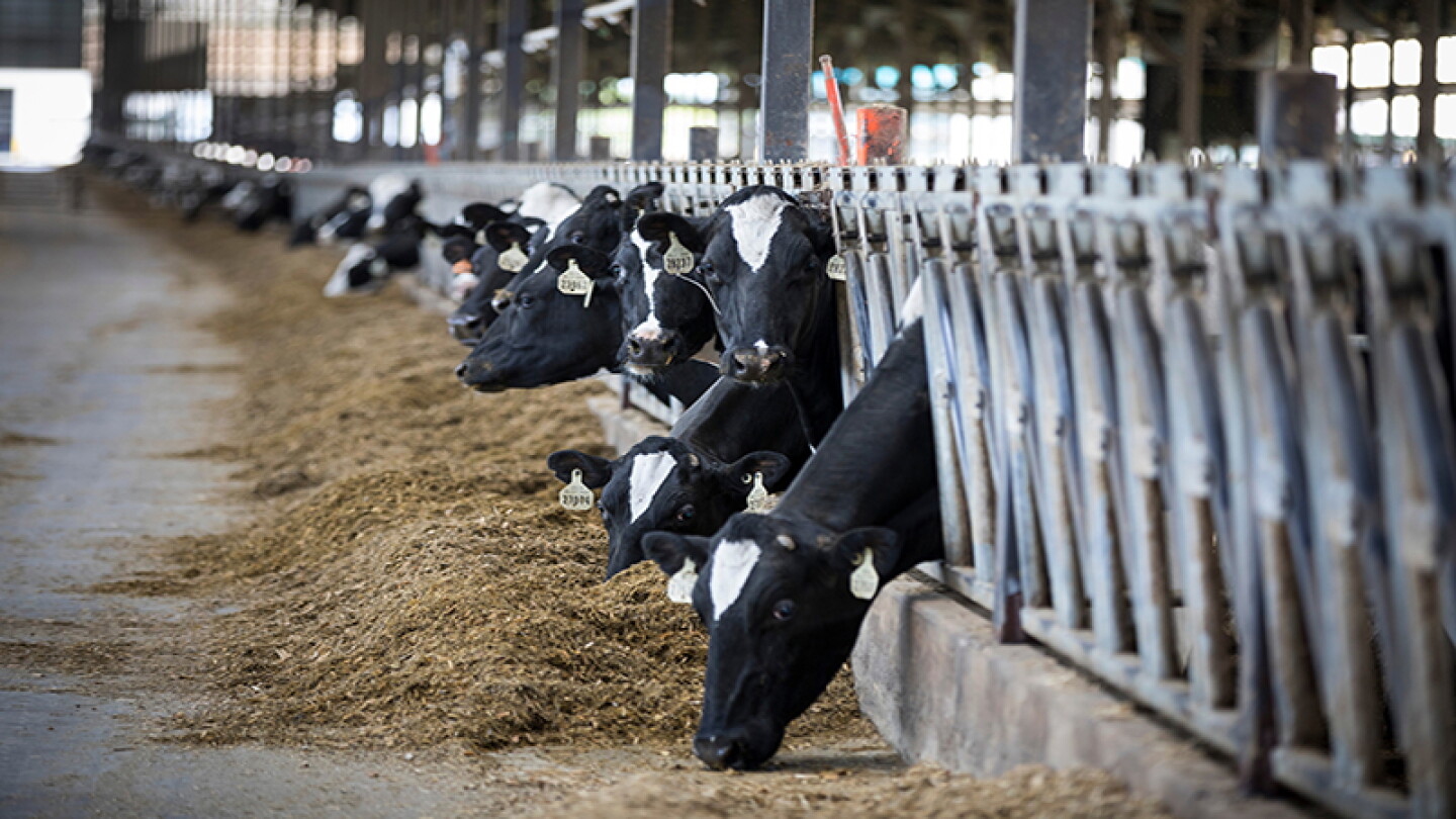 Help High Producing Dairy Cows Get Pregnant