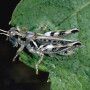 Melanoplus devastator grasshopper.