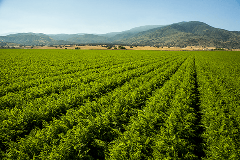 Fruits and vegetables in Kern County are going strong so far this year.