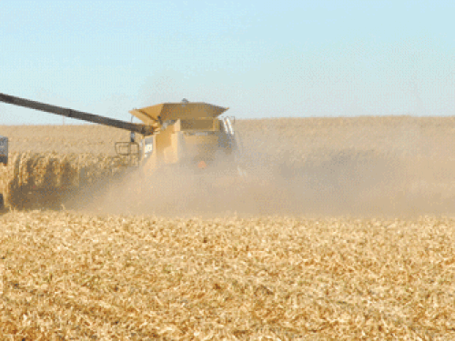 corn harvest