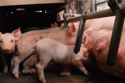 Piglets feeding with mother