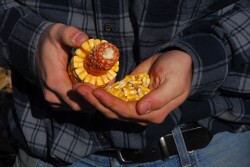 Corn prices continue to creep lower, but what will it take to push prices higher? Mark Gold and Sam Hudson discuss markets on U.S. Farm Report this week. 