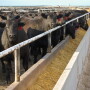 Cattle in a Kansas Feedyard