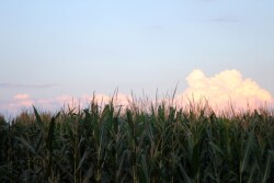 Iowa Corn Tassels