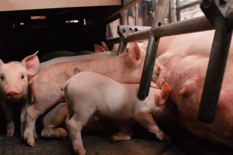 Piglets feeding with mother