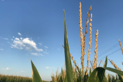 Corn yields in Hamilton County, Neb. are impressing scouts.