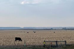Grazing cornstalks