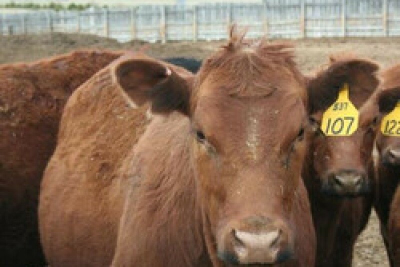In evaluating metaphylaxis programs for cattle, it's important to observe the post-metaphylaxis interval (PMI) or post-treatment interval (PTI), especially with today’s longer-acting antibiotics.