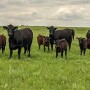 Hamilton Ranch