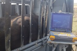 An ultrasound is one way of checking cows' pregnancy early. 