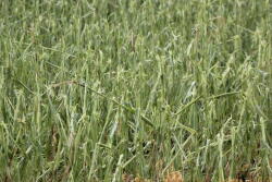 Making hailed corn into corn silage can be a good option. 
