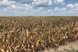 Drought is taking a toll on crops in Missouri. This photo was taken in July 2018 in Ray County, Missouri. A new USDA crop progress report comes out this afternoon, but as of last week 45% of Missouri's corn was poor to very poor. 