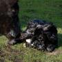 BT_Calving