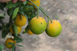 Huanglongbing, citrus greening on fruit