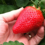 hand grabbing strawberry