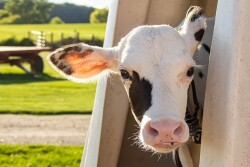 The Holstein breed is wrestling with the phenomenon of a newly identified genetic defect for Recumbency. 