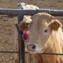 bt_rotator_feedlot_steer_3