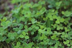 Clover