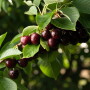 Cherries on a tree branch