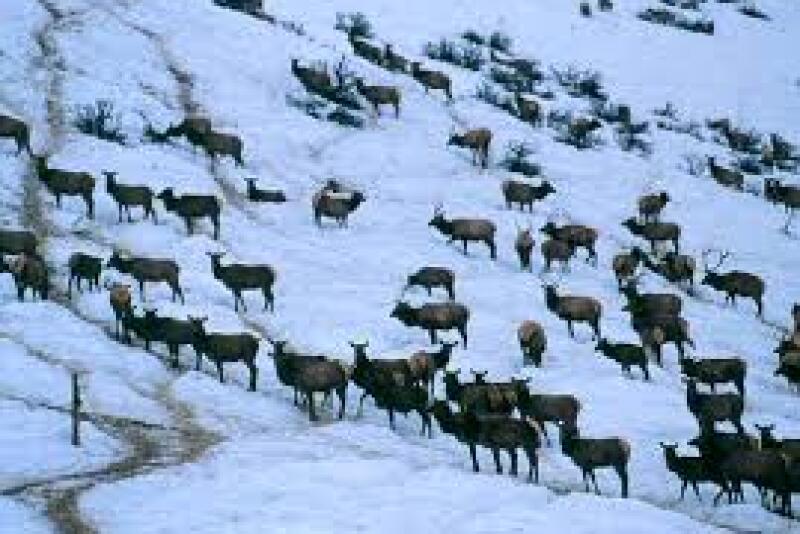 Elk winter feedgrounds could increase the risk of disease, such as brucellosis that can spread to cattle, due to the concentration of animals and unnaturally large elk populations. 