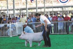 Lexi Ammann showing a pig
