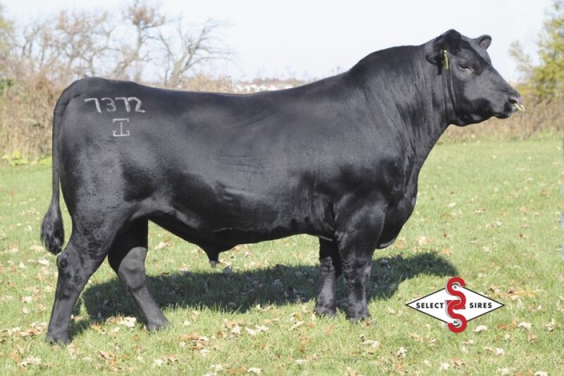 Momentum_Select_Sires_Bull