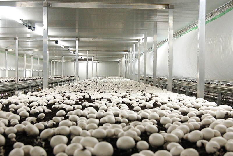 Driving innovations in mushroom farming and sustainability - The Packer