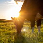 Dairy Week