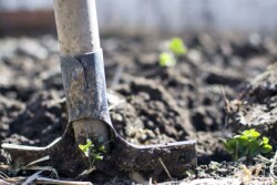 Shovel in soil