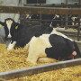 The stress associated with calving creates significant fresh cow challenges.
