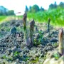 Asparagus in a field