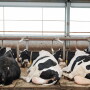Cows Resting_AdobeStock