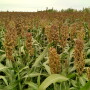 Corn may be king when it comes to feeding livestock, but it’s not the only option for energy and fiber. Sorghum has a number of properties that make it a desirable dairy feedstuff, particularly for growing heifer rations.