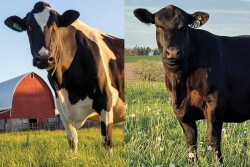 Cow Appreciation Day