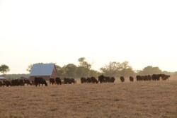 Feed supplies are in need during drought.