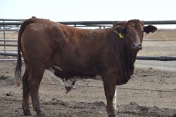 Mexican feeder steer