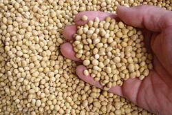 Bill Biedermann of AgMarket.net says the last time soybean stocks to use was below 4%, prices traded at $16 and $18. 