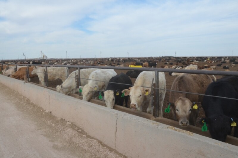 BT_Feedlot_Cattle_Texas