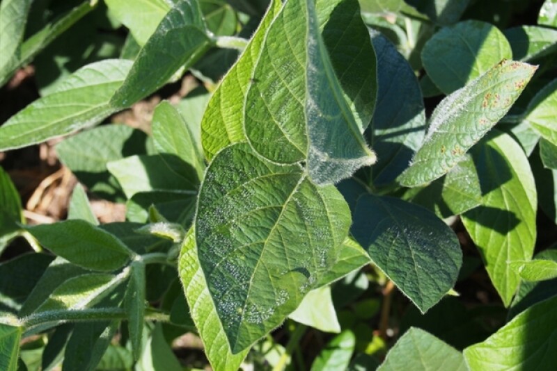 soybeans