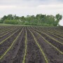 Seed is the first decision you make each year, and it has a ripple effect on every other input decision.