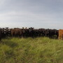 BT_Stocker_Cattle_Pasture