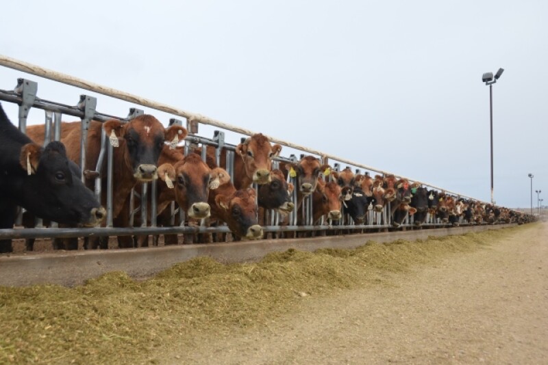 DT_Dairy_Forage_Feed