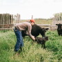 Docility proven as economically relevant trait.