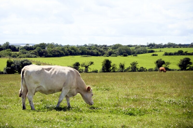 Ireland Cow
