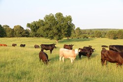 USDA cattle