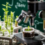 Plant breeding