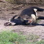 One of the animals killed had a front leg dismembered.
