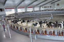 One method of increasing efficiency in a rotary parlor is the ability to automatically change speed based upon the groups’ average milking speed